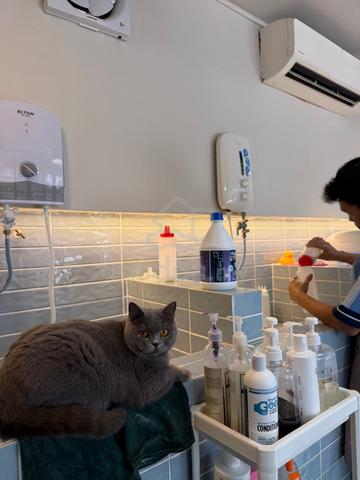 British shorthair solid blue - photo 3 of 6