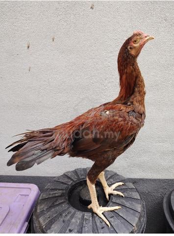 ayam ratu nokdaeng  - photo 4 of 5