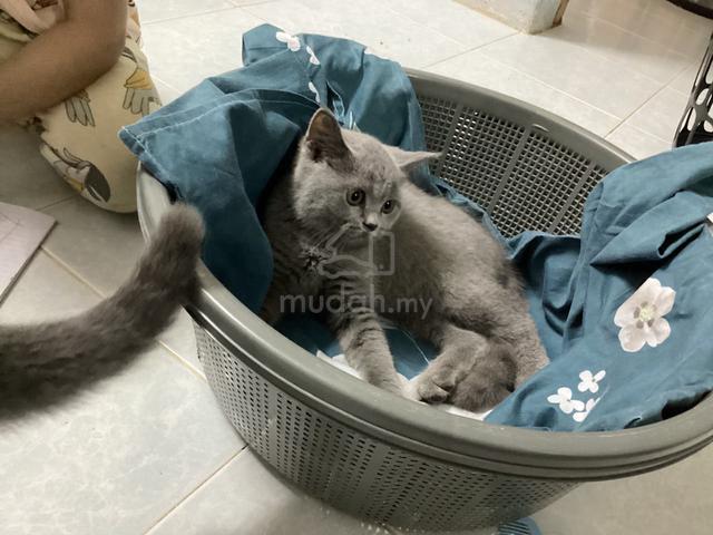 BSH kitten Comel Manja - photo 4 of 4