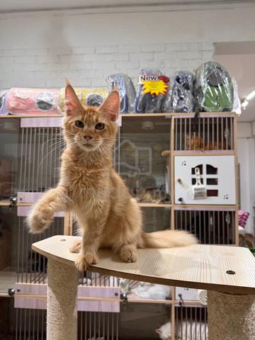 can send Singapore red mainecoon cat kitten - photo 2 of 6