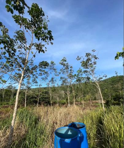 tanah kebun getah untuk dijual 1