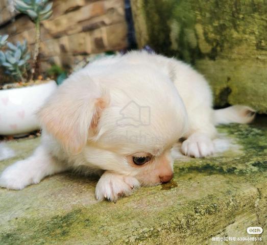 Chihuahua ~2 - photo 4 of 4