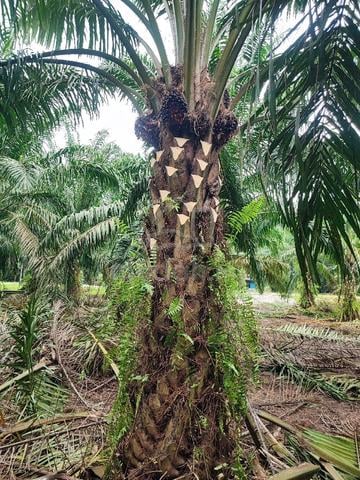 Kebun Sawit Tidak Terurus 1