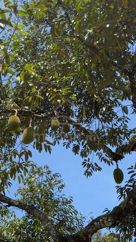 Kebun Durian - Tanah Pertanian Batu 15, Gambang 1