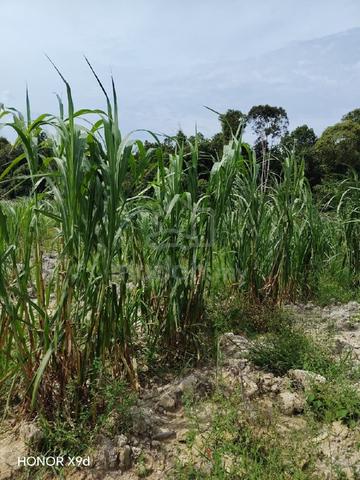 land for sale 1