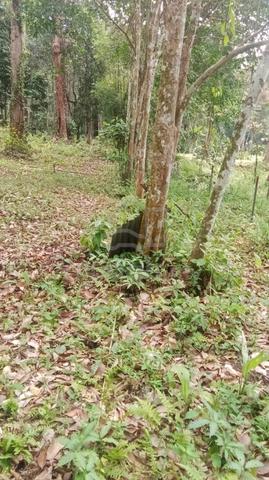 kebun durian batu kurau sempeneh (Free hold 3
