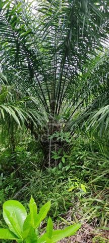 Kebun kelapa sawit 4
