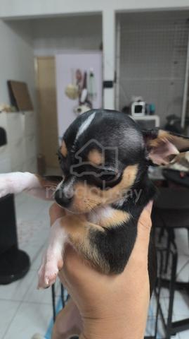 Special Offer ! Chihuahua puppy (female) - photo 3 of 5
