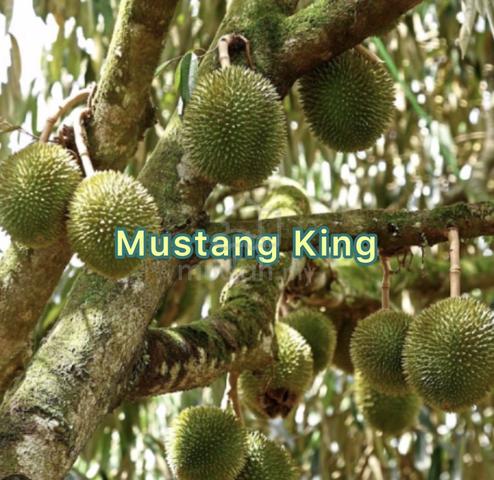 Ranau Fruits Farm & Oil Palm Plantation For Sale 1