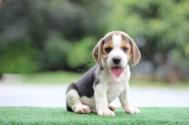 Beagle with MKA Certificate - Pets for sale in Setia Alam, Selangor