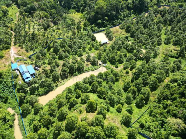 Bekenu Durian Farm Mixed Zone Agricultural Land for Sale 1