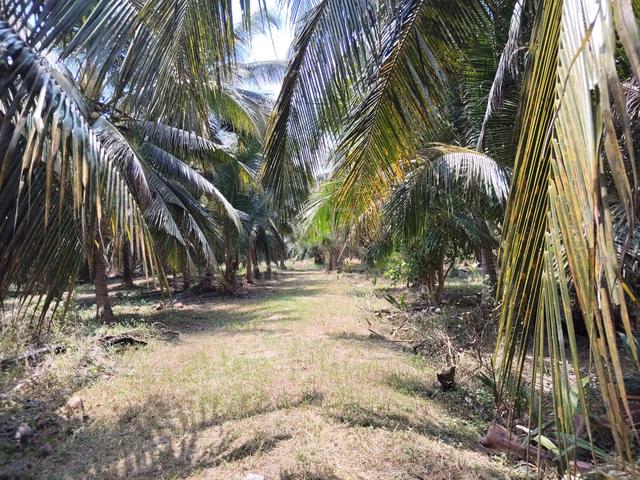 Tanah Pokok Kelapa Tanjung Karang 1
