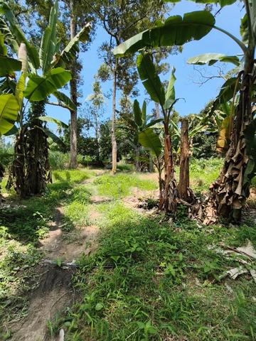 Balik Pulau, Sungai Rusa 1.7 acres Durian & Fruit orchard for Sales .. 1