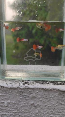 Silverado Red Guppy - photo 2 of 4