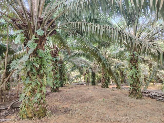6 acres Tar Road To Land with Facilities Oil Palm Mersing 1