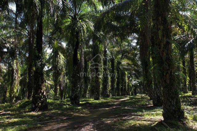 Sepang, Selangor Tanjung sepat Development land 1