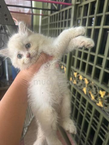 2 kitten utk dijual. - photo 4 of 6