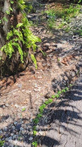 Freehold 26.49-Acre Land for Sale at Panchang Bedena, Sabak Bernam 5