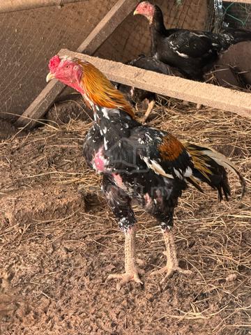 Ayam Ratu LHK - photo 2 of 3