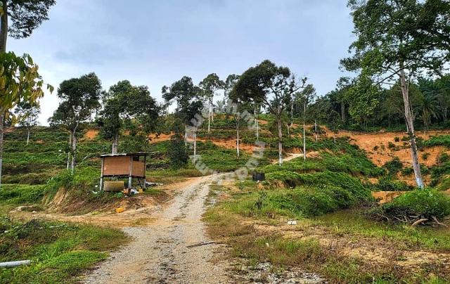 10 acres Durian Orchard at Sungai Siput ,Perak 1