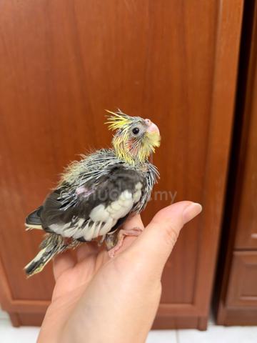 Cockatiel jinak - photo 5 of 6