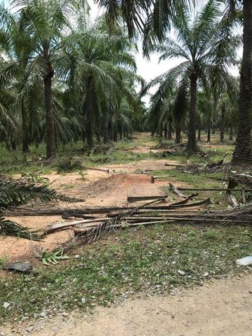 Agricultural Land For Sale at Pamah Atap Mukim Bera Pahang For Sale 1