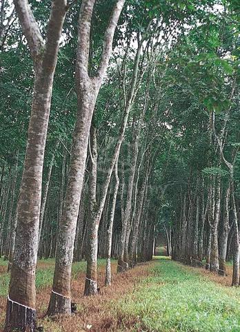 [FREEHOLD] Lendu Alor Gajah Nice Rubber Plantation Agriculture Land 1