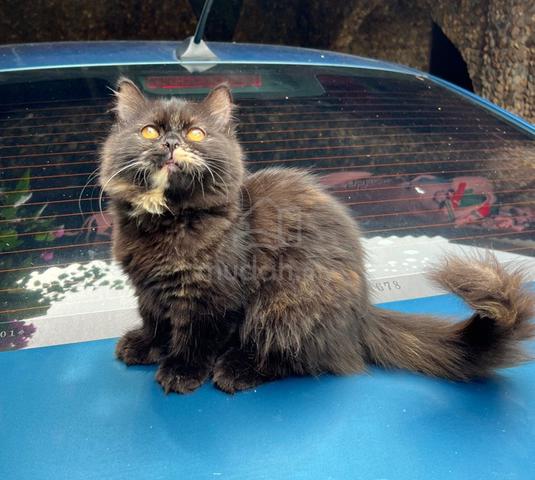 Carousel Image