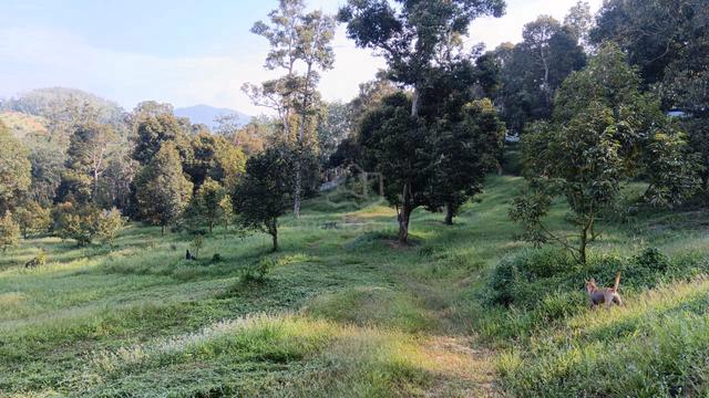 Kebun Durian Freehold 6 Ekar Untuk Dijual 1
