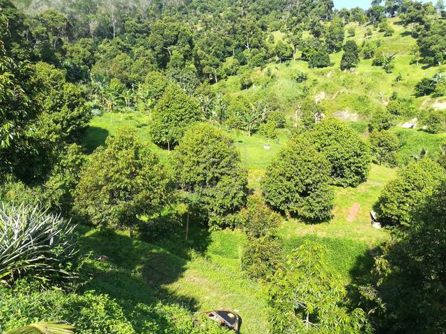 Fast ROI Durian Farm for sale with import/export license !!! 2