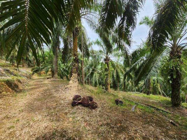 16 Acres Oil Palm Jerangsang Benta Kuala Lipis 1