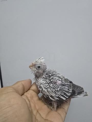 cockatail anak suap - photo 2 of 3