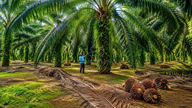 2 Acres Agricultural Land for Sale in Tanah Kurnia, Muar 1