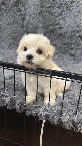 Maltipoo Male Puppy YM-1 - photo 4 of 4