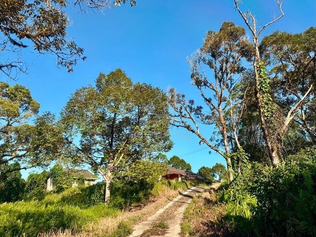 Matang Sejijak Durian Farm with Detached House FOR SALE 🌳 1