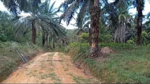 Tanah Kebun 1