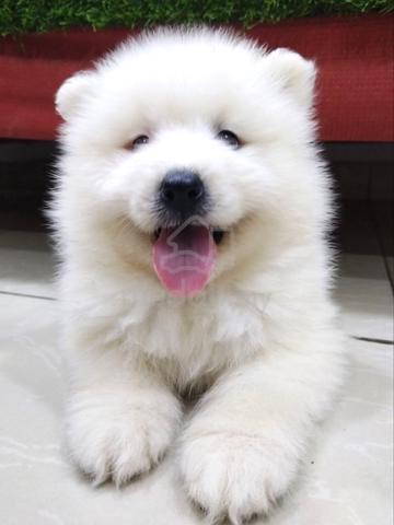 Carousel Image
