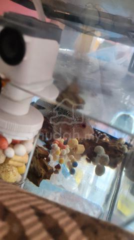 Carousel Image