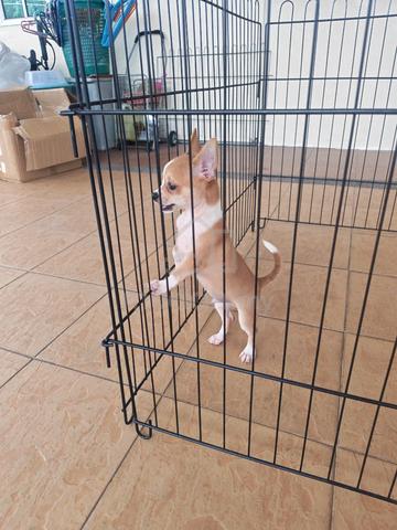 Promo 😀 Small Cute Chi hua hua puppy 吉娃娃 2810C - photo 2 of 6