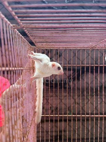 sugar glider - photo 4 of 6