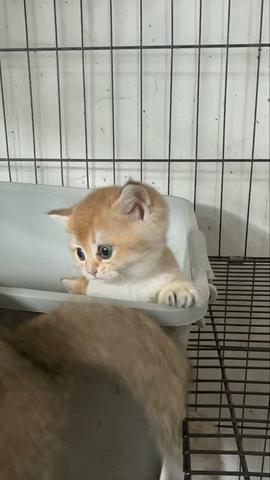 Kucing bsh cat - photo 4 of 5