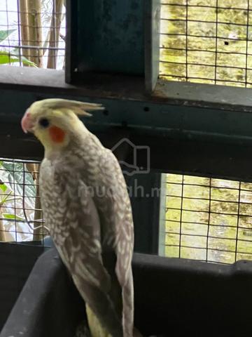 cockatiels - photo 3 of 5