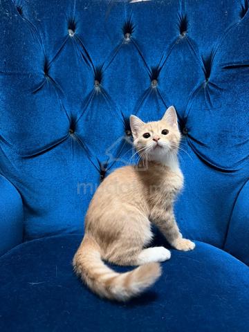 Anak Kucing Gemuk Comel utk Dijual (Umur 4 Bulan) - photo 4 of 6