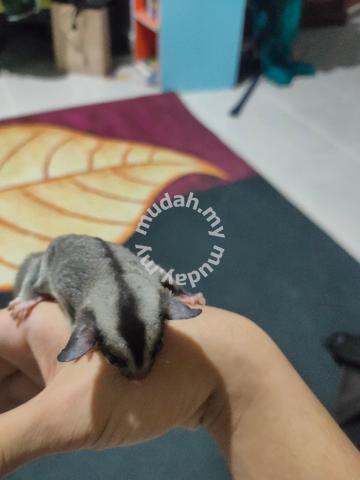 Sugar Glider - Pets for sale in Pasir Mas, Kelantan