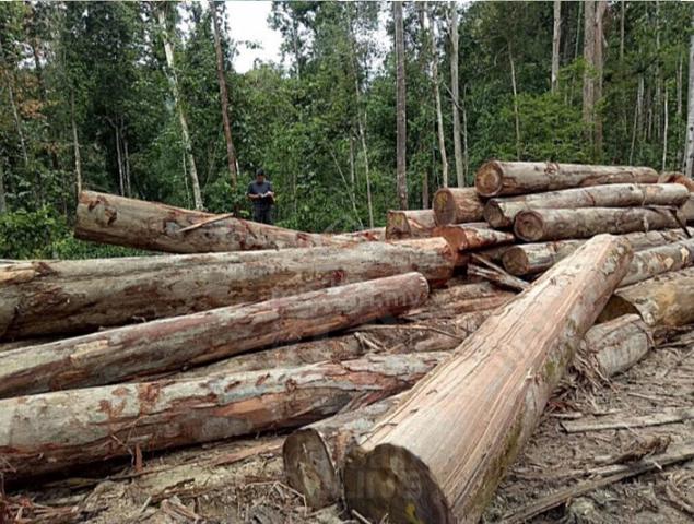 Premium Timber Land, Legal Logging Rights, Sawmill & Gold Mine 1