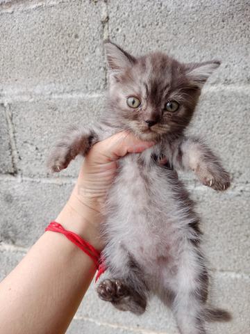 bsh mix kitten - photo 3 of 3