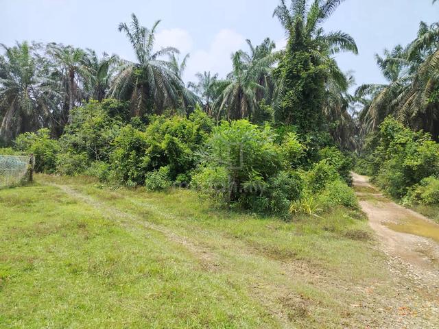 Tanah Ladang Sawit Estate Cermin Kanan ,JerangauDungun 1