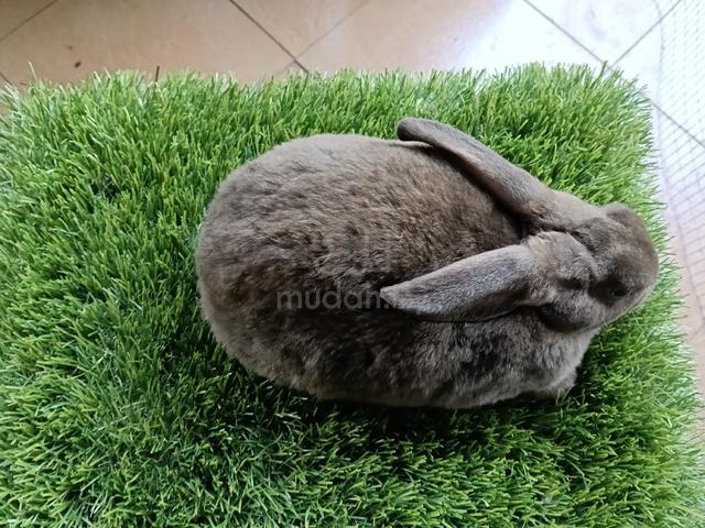 minirex pure breed  - photo 5 of 6