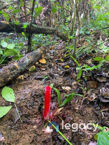 TANAH KOSONG 3 Ekar untuk pertanian di Kampung Labit 4