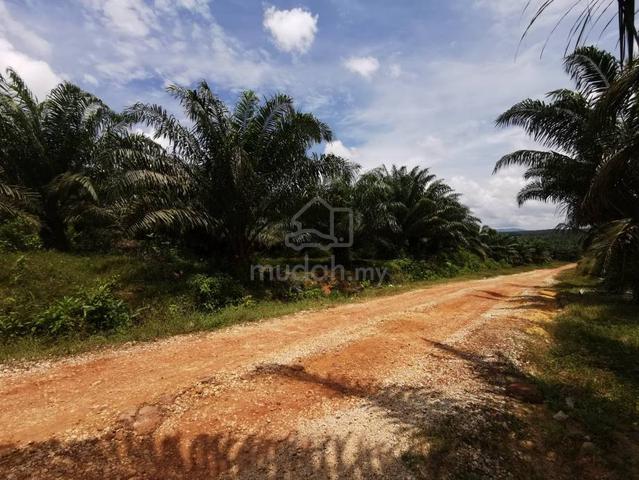 2453 Acre Palm Oil Estate Zoned Industry Bukit Kuin Kuantan 1